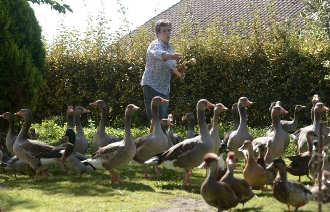 Noisy ducks in south west France can keep on quacking, court rules