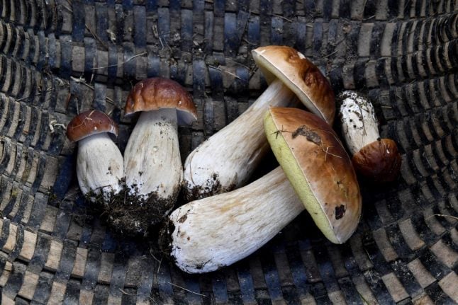 Two Romanians fined in France over huge mushroom haul