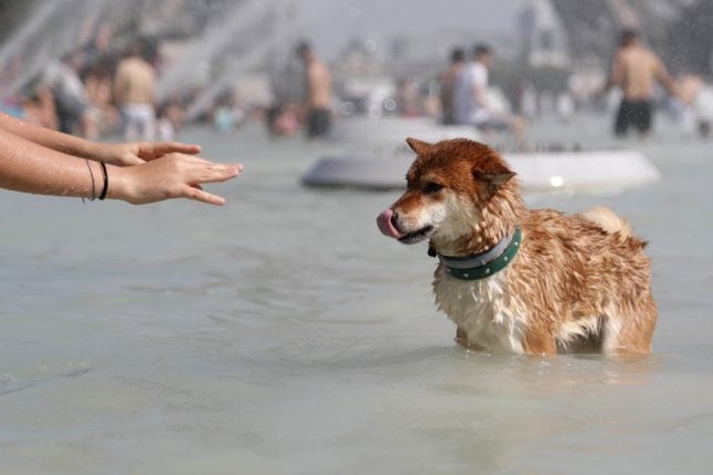 OPINION: Why Paris needs to do more for its 200,000 dogs