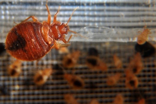 ‘You’re better off sleeping in your car’: How Paris is plagued by scourge of bed bugs
