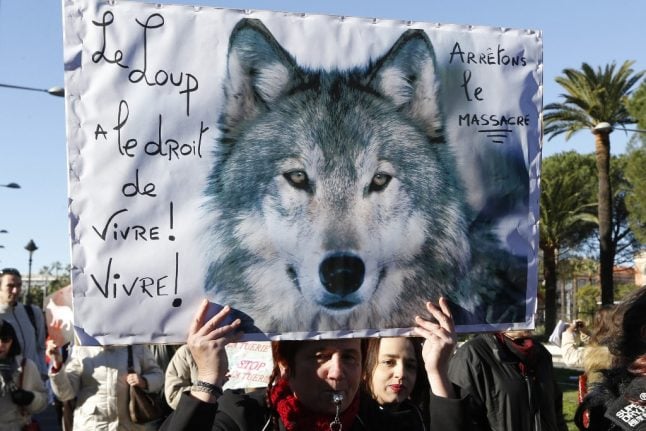 France’s wolf population rises once again