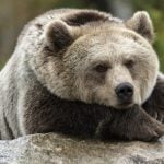 France seeks killer of bear shot in Pyrenees