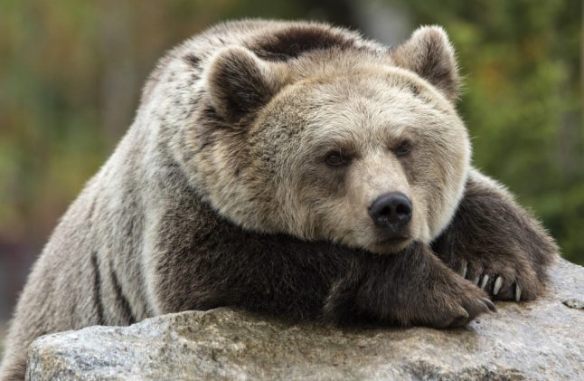 France seeks killer of bear shot in Pyrenees
