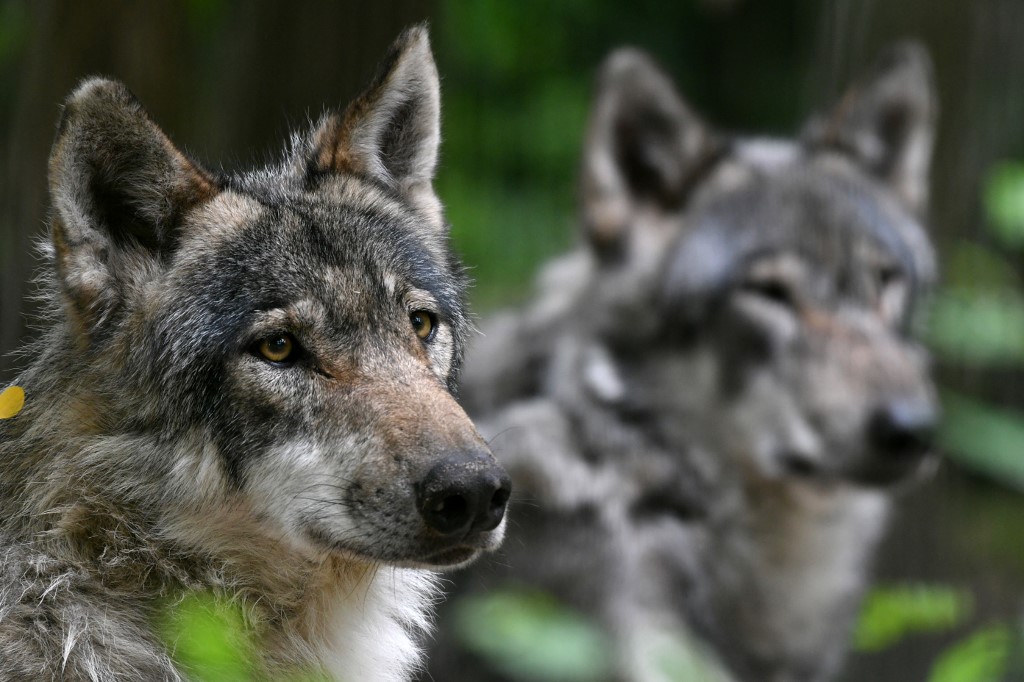 Wolves missing from French wildlife park after floods destroyed their ...