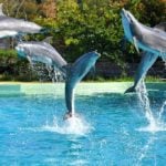 France's Asterix park to shut down dolphin show