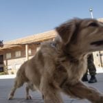 How European countries could use Covid-sniffing dogs to reduce infections