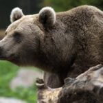 No more shooting to scare Pyrenees bears, French court rules
