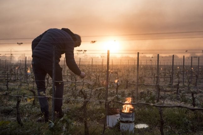 ‘Third of French wine production lost’ due to cold snap