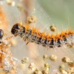 France ‘invaded’ by hairy, stinging caterpillars