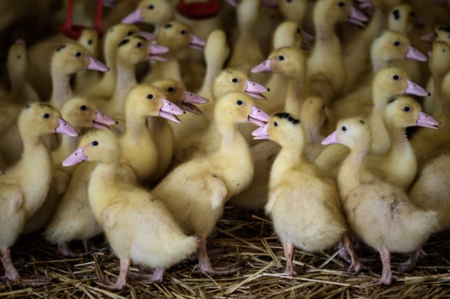 Paris start-up creates lab-grown foie gras to avoid force-feeding of ducks and geese