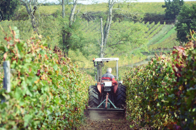 Organic winemaker Christian Sabate drives a tractor fitted with a weeding machine through the vines of the Chateau Fontbaude, which produces Castillon Cotes de Bordeaux wine. 