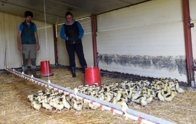 Bird flu: French farmers ordered to keep poultry indoors