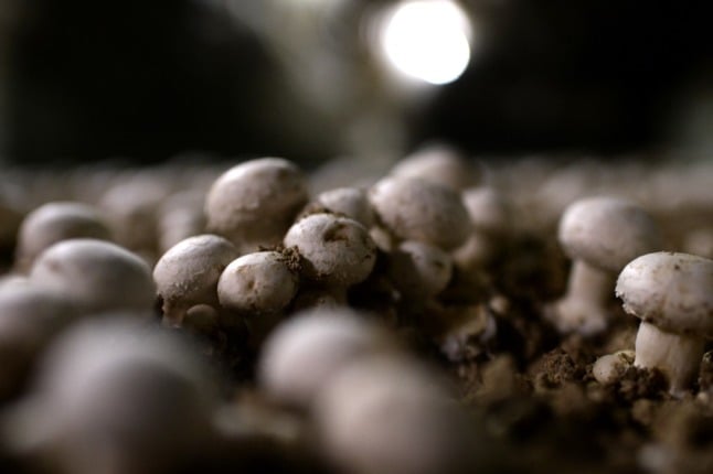 Inside Paris’ underground mushroom farms