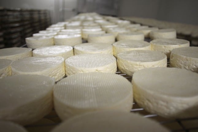 'Rounds' of camembert lie on a tray, ready for packaging. 