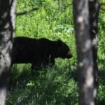 French hunter kills bear that bit him