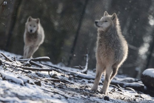 Wolves at the Domaine des Grottes de Han Wildlife Park and touristic site in Han-sur-Lesse, Belgium