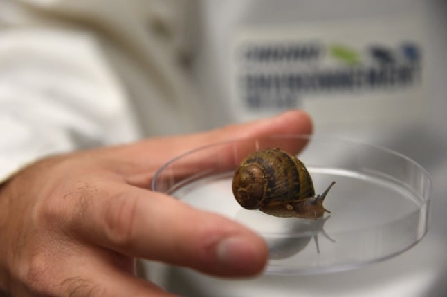 A student in France holds a snail in a petri dish
