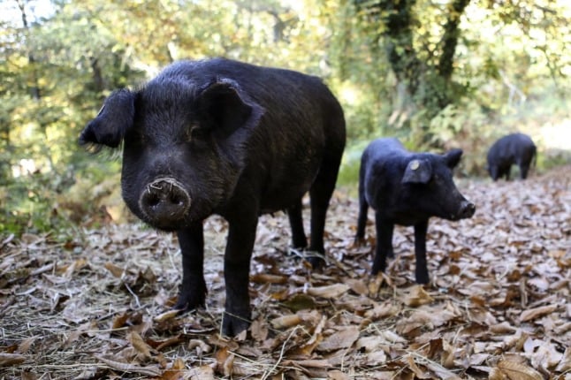 Corsican pigs stand in Bastelica on the French Mediterranean island of Corsica