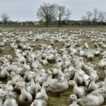 France to cull over one million birds to fight avian flu